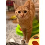 Хороший ласковый котёнок-рыжик