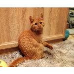 Хороший ласковый котёнок-рыжик