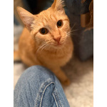 Хороший ласковый котёнок-рыжик