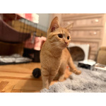 Хороший ласковый котёнок-рыжик