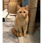 Хороший ласковый котёнок-рыжик