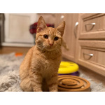 Хороший ласковый котёнок-рыжик