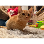 Хороший ласковый котёнок-рыжик