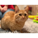 Хороший ласковый котёнок-рыжик