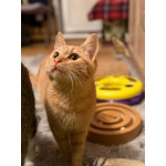 Хороший ласковый котёнок-рыжик