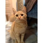 Хороший ласковый котёнок-рыжик