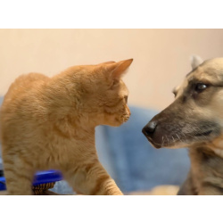 Хороший ласковый котёнок-рыжик