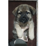 Немецкая овчарка