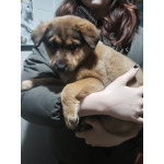 Немецкая овчарка