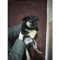 Немецкая овчарка