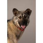 Ищет самую лучшую семью мальчик по кличке Атари