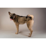 Ищет самую лучшую семью мальчик по кличке Атари