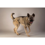 Ищет самую лучшую семью мальчик по кличке Атари