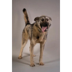 Ищет самую лучшую семью мальчик по кличке Атари