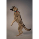 Ищет самую лучшую семью мальчик по кличке Атари