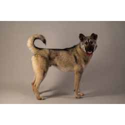 Ищет самую лучшую семью мальчик по кличке Атари