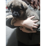 Щенки немецкой овчарки