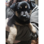 Щенки немецкой овчарки