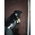 Щенки немецкой овчарки