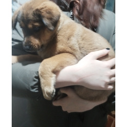 Щенки немецкой овчарки