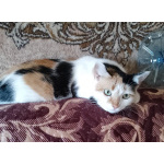 Трёхцветочка на счастье в добрые руки