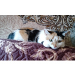 Трёхцветочка на счастье в добрые руки