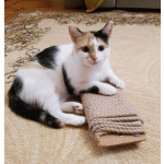 Трёхцветочка на счастье в добрые руки