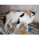 Трёхцветочка на счастье в добрые руки