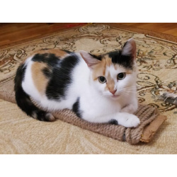 Трёхцветочка на счастье в добрые руки