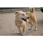 Собачка размером с корги ищет дом