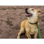 Собачка размером с корги ищет дом