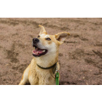 Собачка размером с корги ищет дом