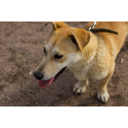 Собачка размером с корги ищет дом