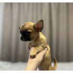 Чихуахуа щенки