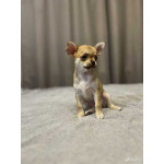 Чихуахуа щенки