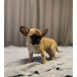 Чихуахуа щенки