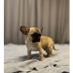 Чихуахуа щенки