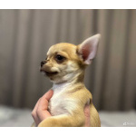 Чихуахуа щенки