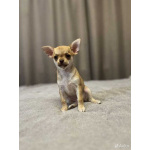 Чихуахуа щенки