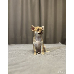 Чихуахуа щенки