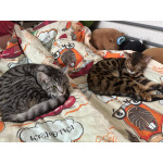 Котик Арчи в добрые руки