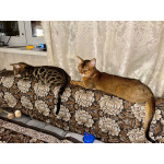 Котик Арчи в добрые руки