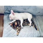 Котик Арчи в добрые руки