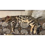 Котик Арчи в добрые руки