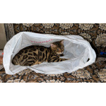 Котик Арчи в добрые руки