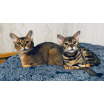 Котик Арчи в добрые руки