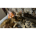 Котик Арчи в добрые руки