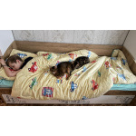 Котик Арчи в добрые руки