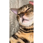 Котик Арчи в добрые руки