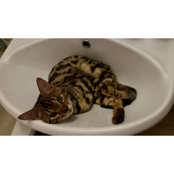 Котик Арчи в добрые руки